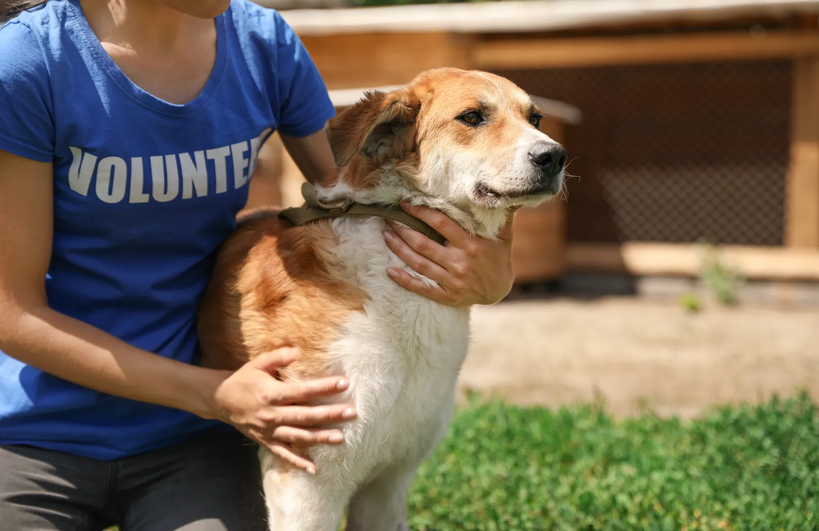 Bénévole d’association caressant un chien de refuge