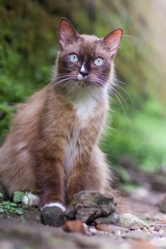 Chat adopté suivi dans le carnet de santé de sa famille