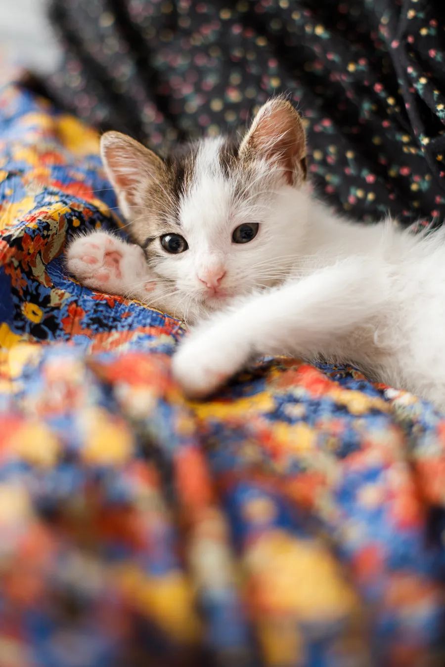 Chaton adopté sur un plaid à la maison