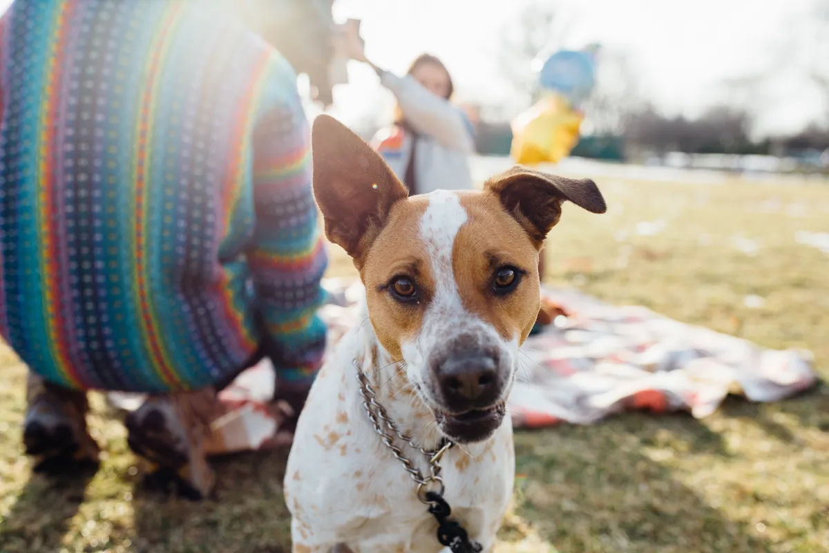 Chien croisé adopté au parc avec sa famille