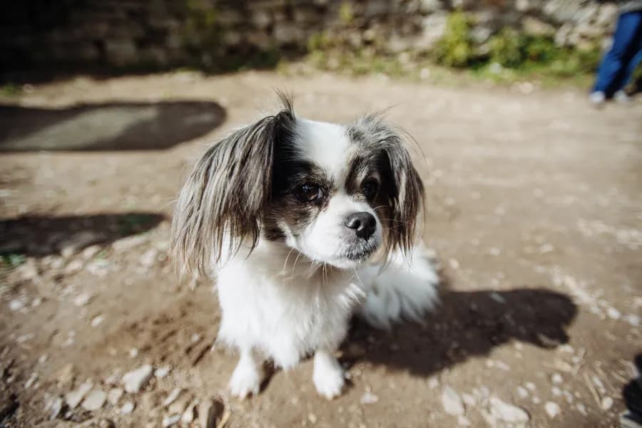 Chien croisé à l’adoption en refuge
