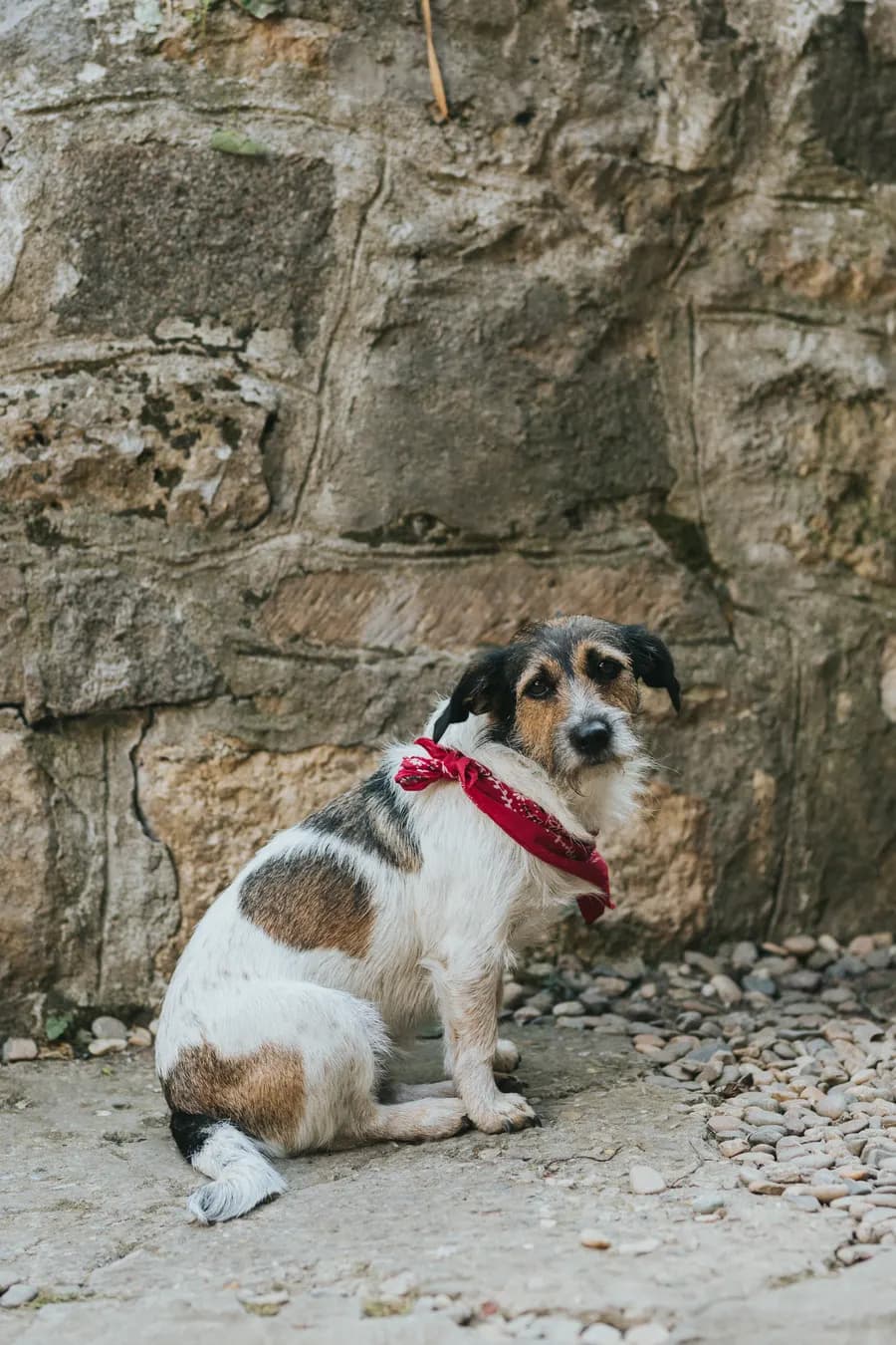 Chien recueilli par une association