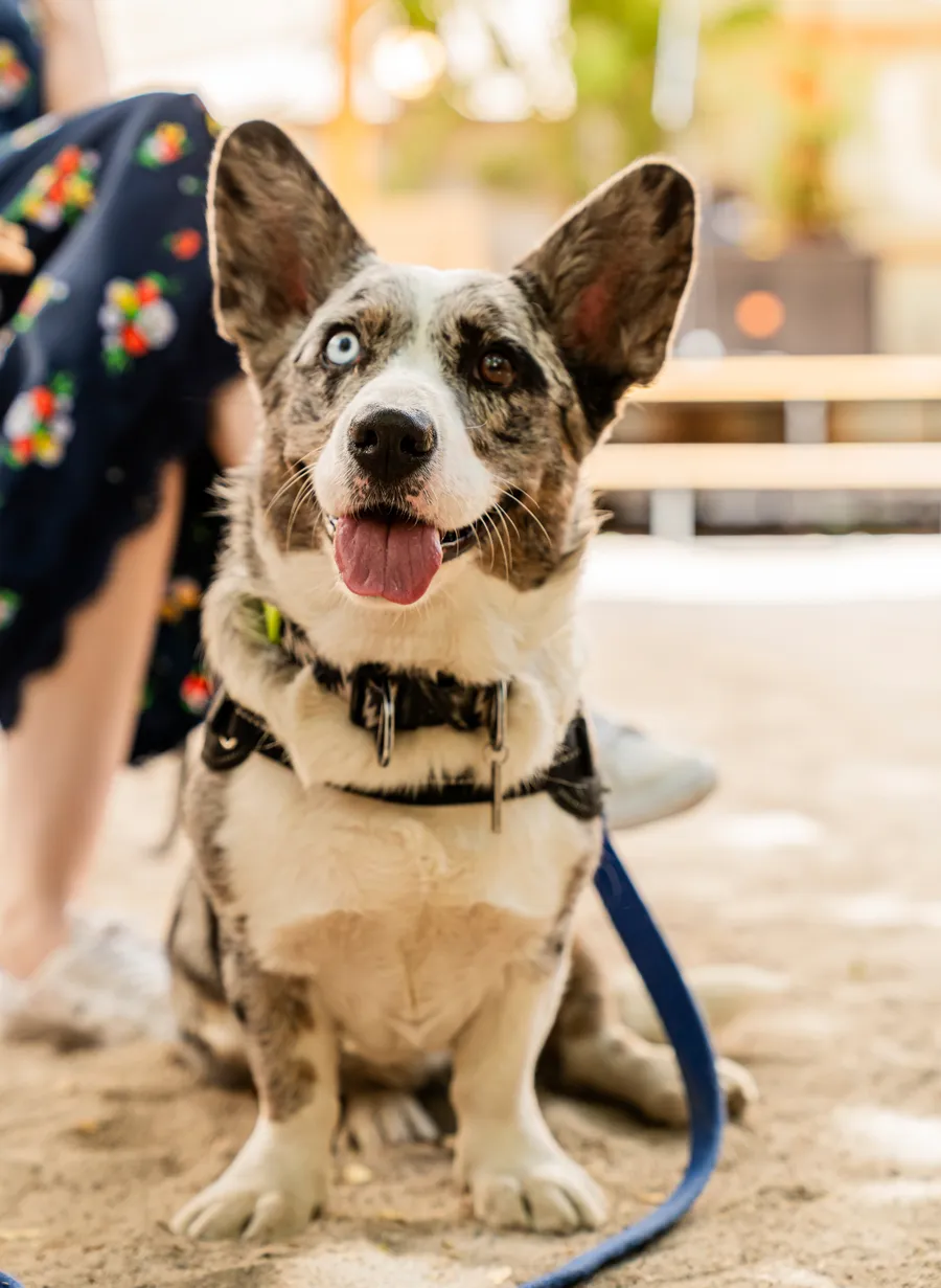 Corgi adopté assis contre la jambe de son maître